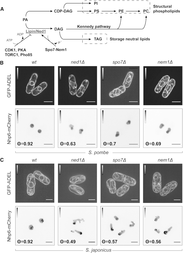 Figure 1