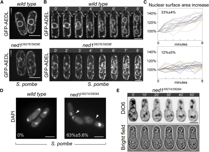 Figure 3