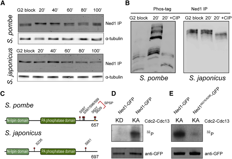 Figure 2