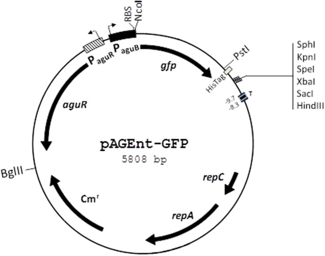 FIGURE 2