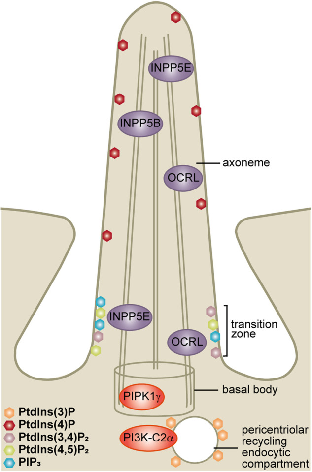 Figure 5.