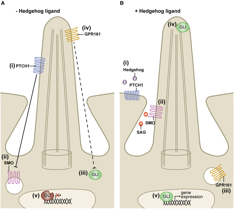 Figure 4.