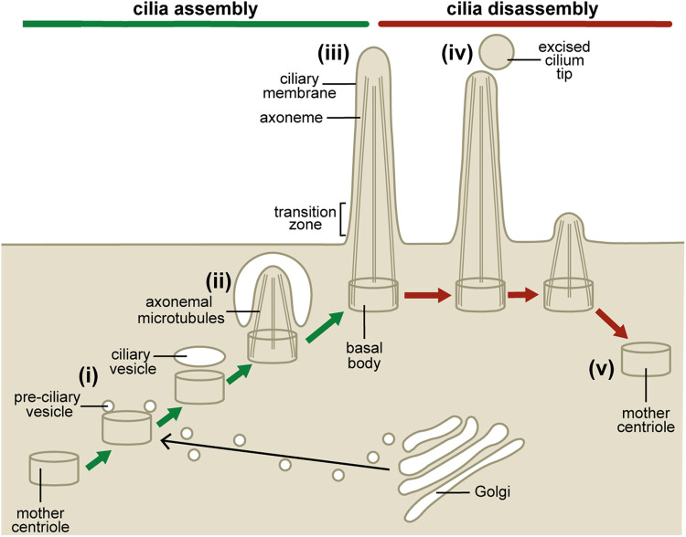 Figure 3.