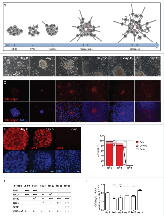 Figure 1 (See previous page).