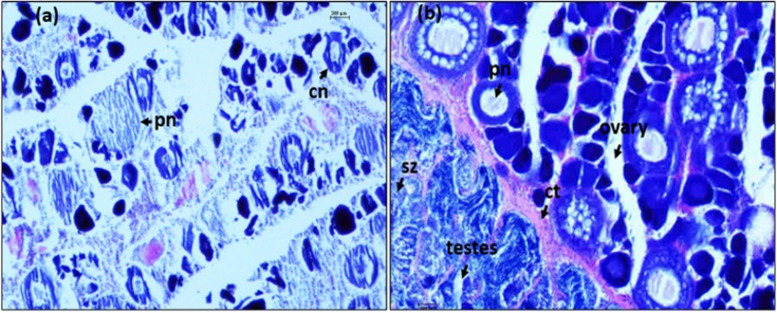 Fig. 7