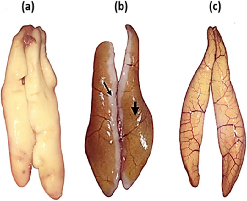 Fig. 5