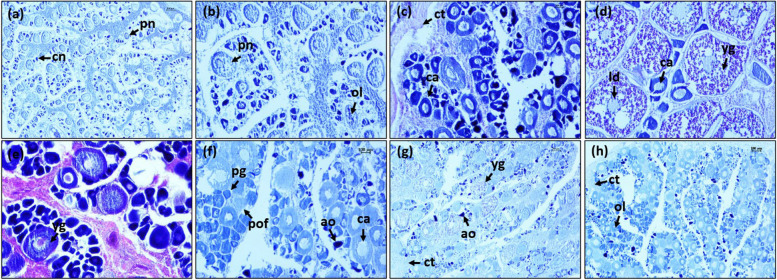 Fig. 8
