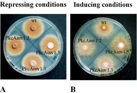 FIG. 4.