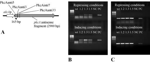 FIG. 5.