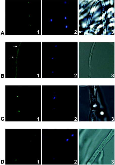 FIG. 7.