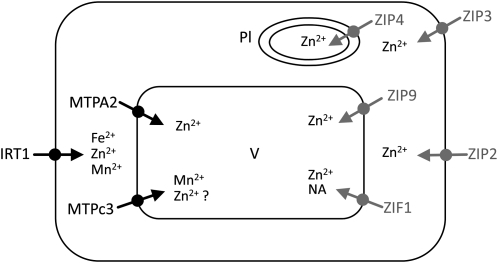 Figure 6.