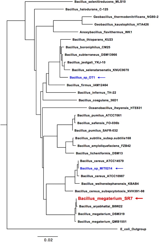 FIGURE 2