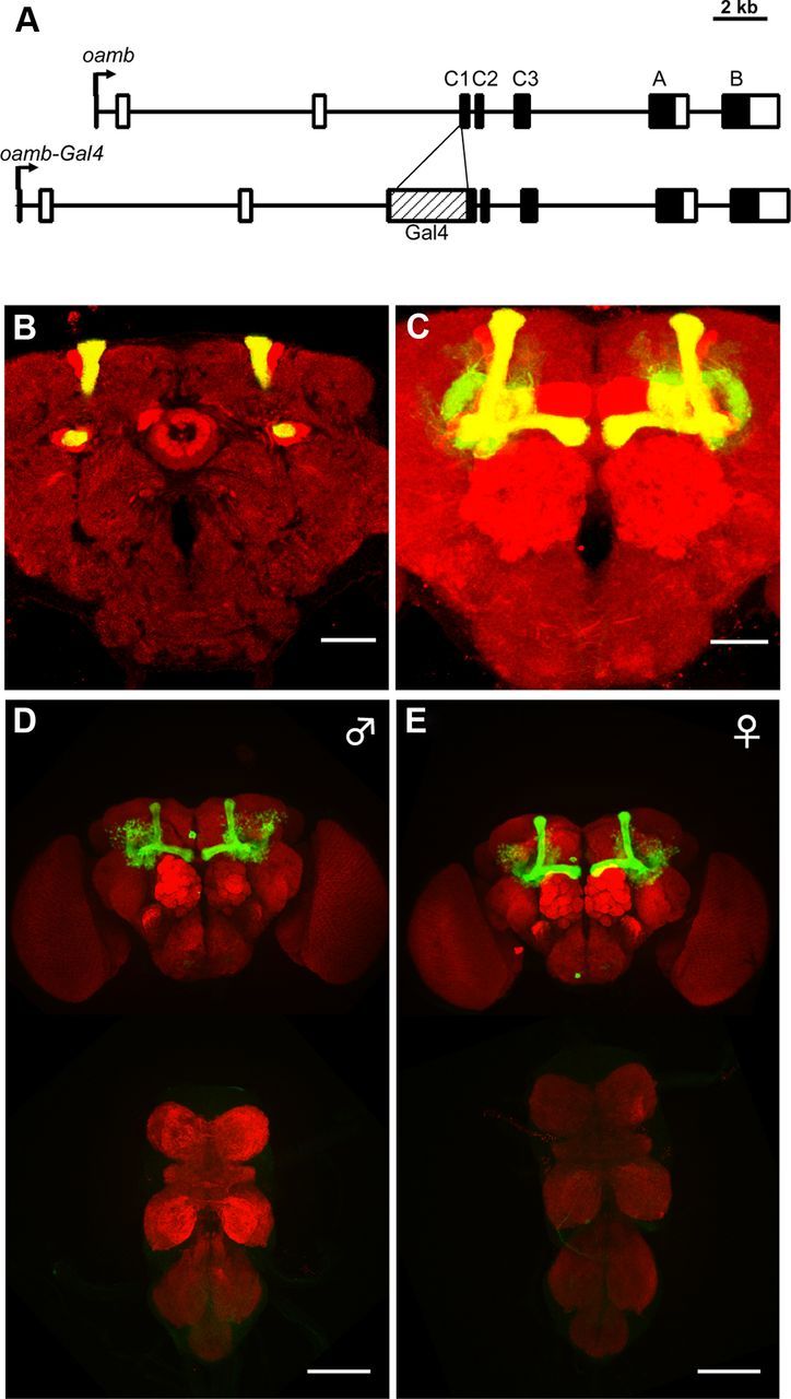 Figure 2.