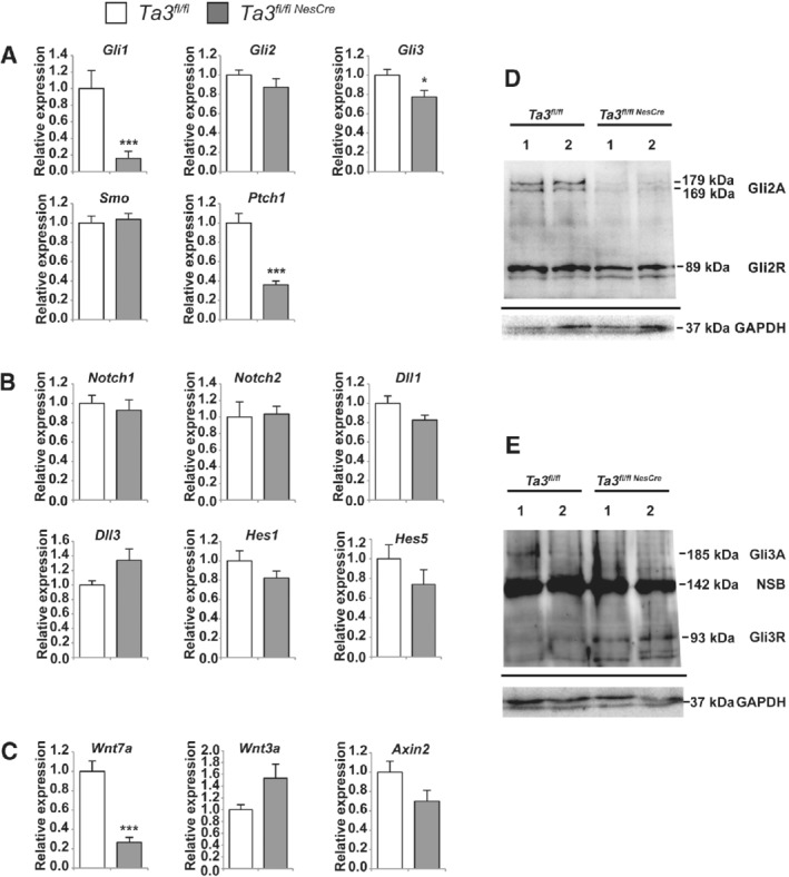 PATH-5271-FIG-0006-b