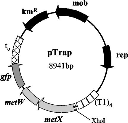 FIG. 1.