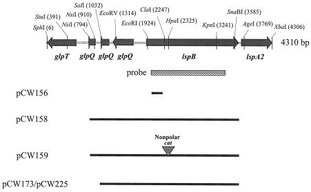 FIG. 2.