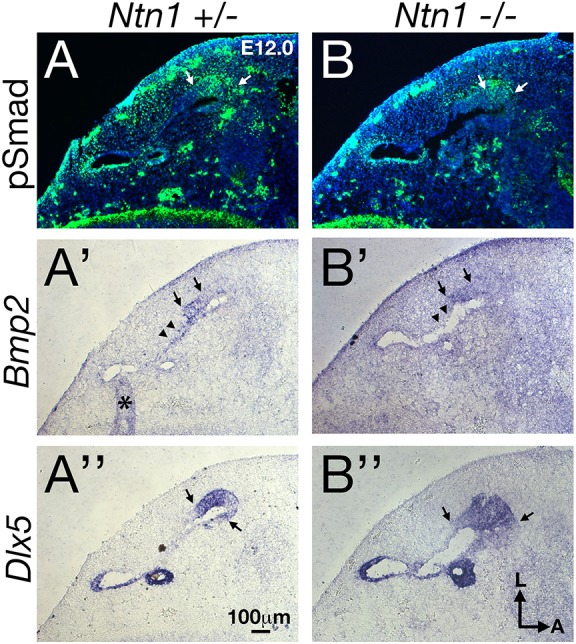 Fig. 9.