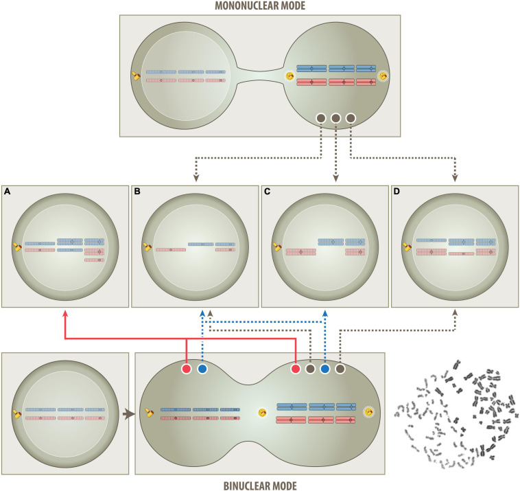 FIGURE 2