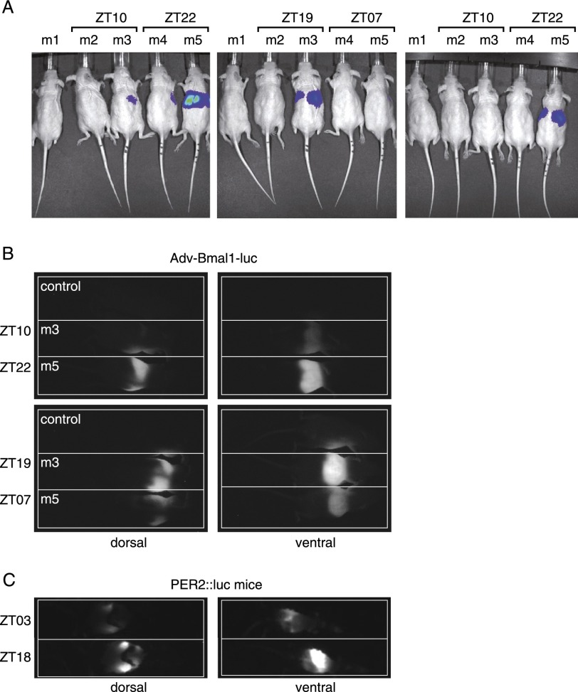 Figure 1.