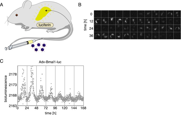 Figure 2.