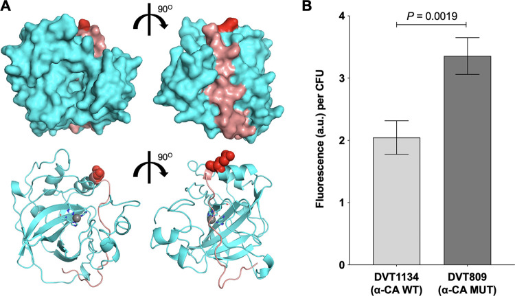 FIG 1