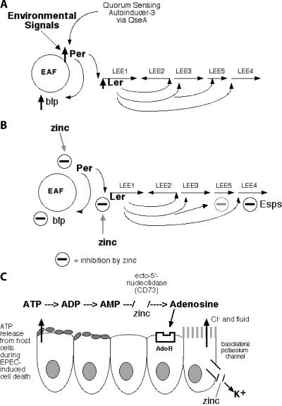 FIG. 7.