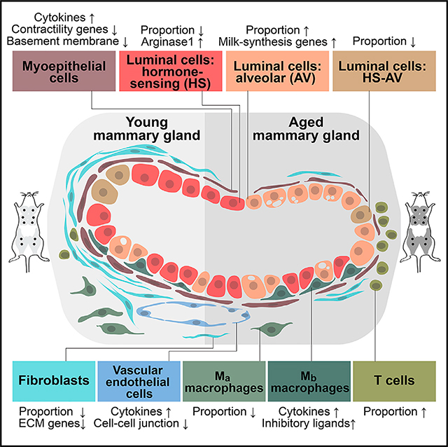 graphic file with name nihms-1658643-f0001.jpg