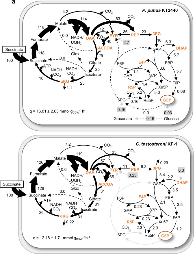 graphic file with name mbio.03352-23.inline001.jpg