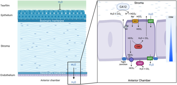 FIGURE 3