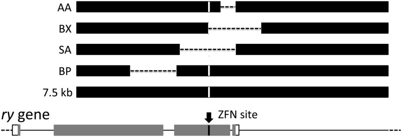 Figure 5 