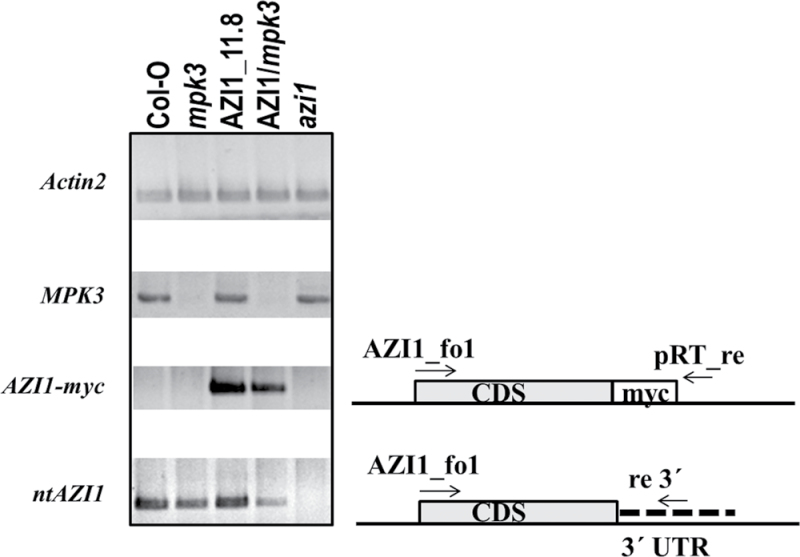 Figure 11.