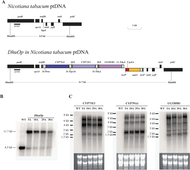 Fig. 1.