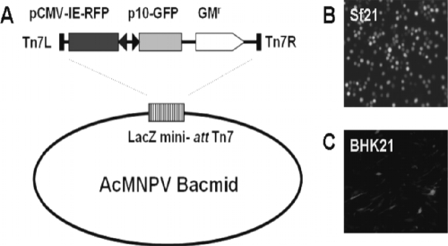 FIG. 2.