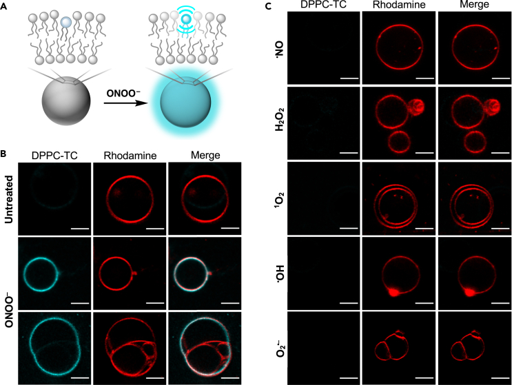 Figure 3