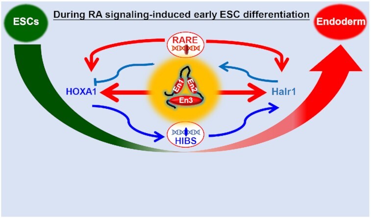 Graphical Abstract