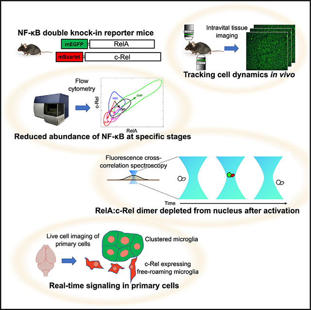 graphic file with name nihms-1854477-f0007.jpg