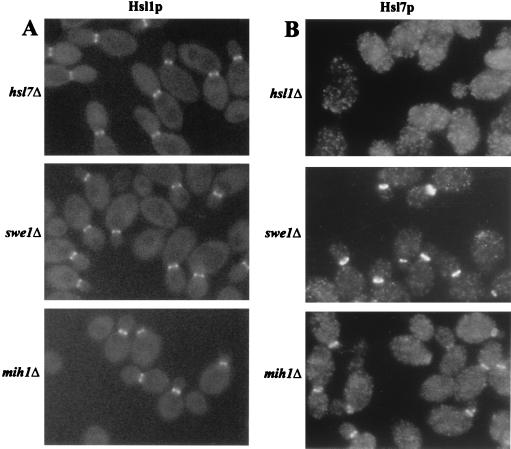 FIG. 7