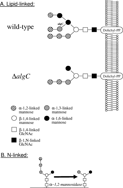 FIG. 5.