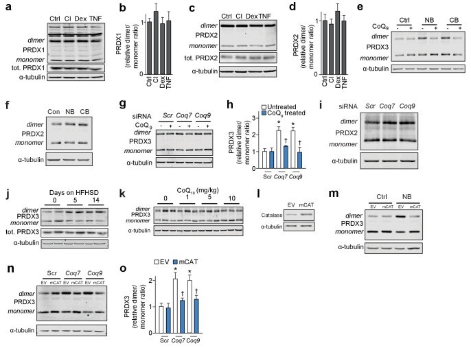 Figure 6—figure supplement 1.