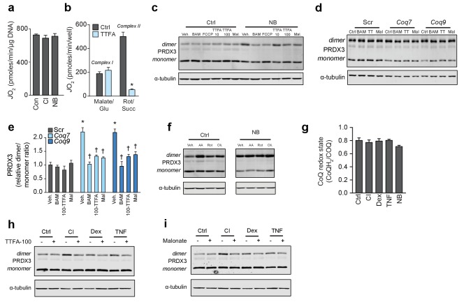 Figure 7—figure supplement 1.