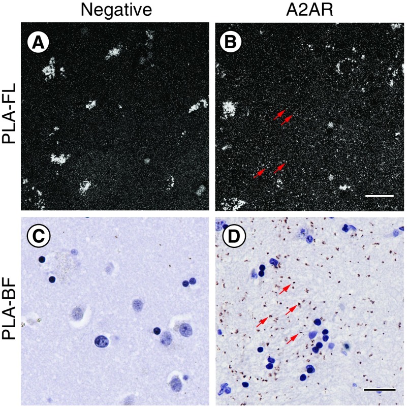 Figure 2. 