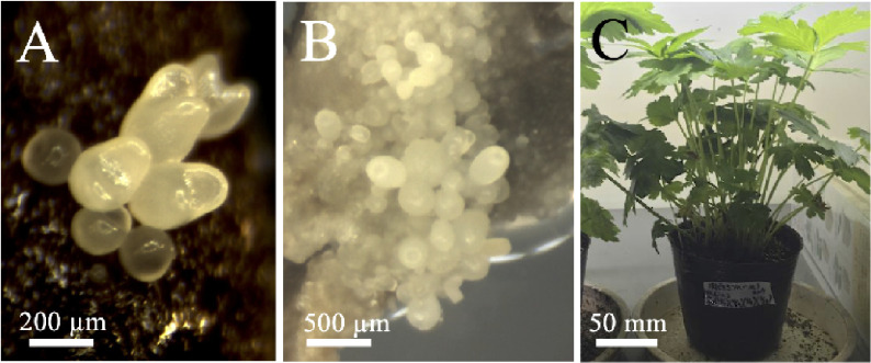 Figure 2. Somatic embryos of Japanese honewort. Somatic embryos were formed on shoot apex explants treated with hyperosmotic stress for (A) 3 or (B) 6 weeks and then cultured for 7 weeks without stress. (C) Somatic embryos germinated and grew to mature plants.