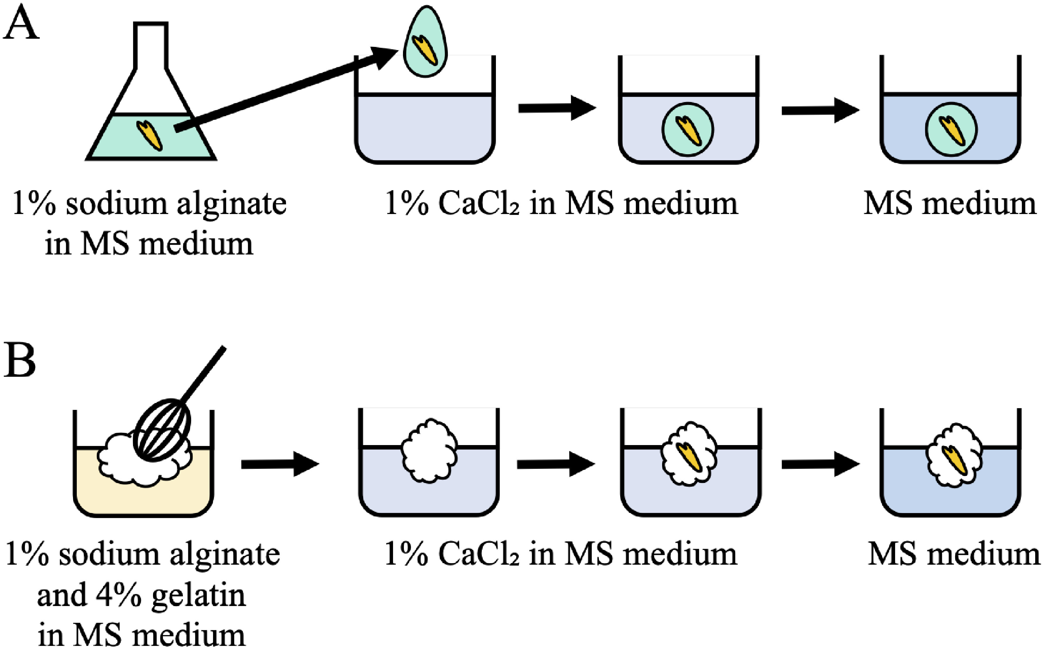 Figure 1. Two types of artificial seeds. (A) Bead type: Murashige and Skoog (MS) medium containing 1% sodium alginate and a somatic embryo was dropped into MS medium containing 1% CaCl2. The alginate bead with an embryo was formed during incubation in 1% CaCl2. (B) Sponge type: MS medium containing 1% sodium alginate and 4% gelatin was whipped and dropped into MS medium containing 1% CaCl2 and a somatic embryo was placed in the floating whipped medium. The whipped alginate gel with an embryo was formed by immersing the whipped medium in 1% CaCl2. Finally, both seeds were washed with MS medium.