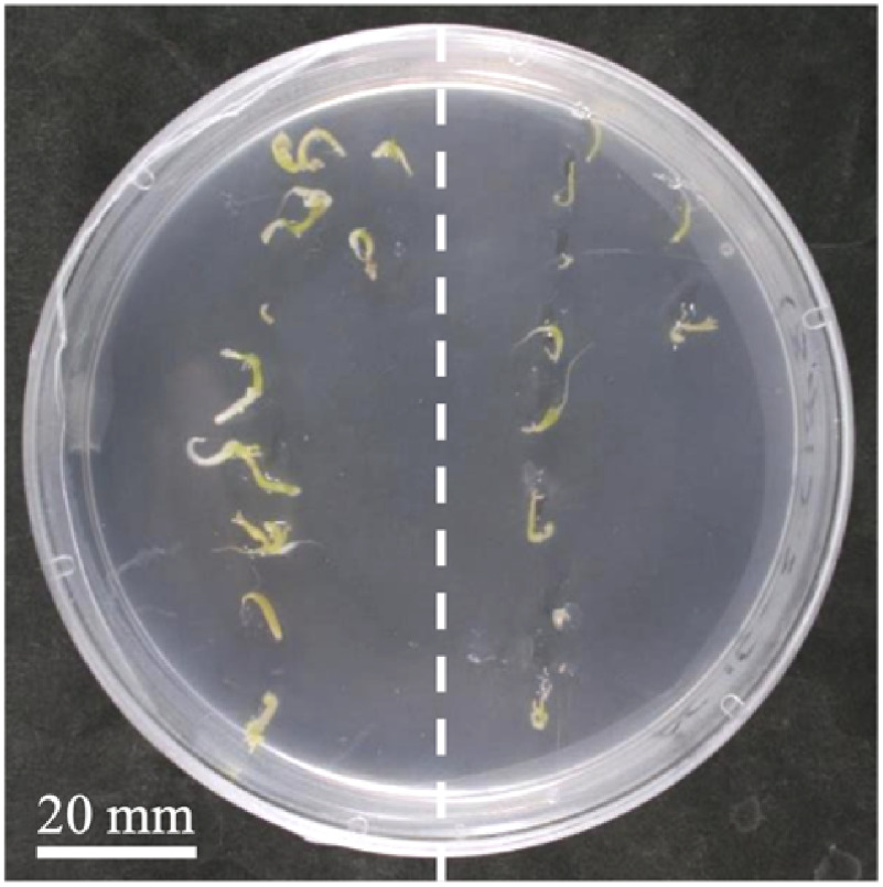 Figure 6. Germination of somatic embryos on or within semi-solid medium. Somatic embryos were cultured on (left) or within (right) semi-solid Murashige and Skoog medium for 7 days.