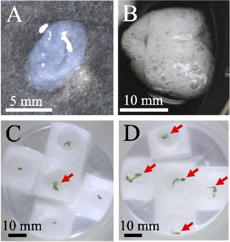 Figure 5. Germination of artificial seeds. (A, C) Bead-type and (B, D) sponge-type artificial seeds were cultured on polyurethane sponges containing liquid Murashige and Skoog medium for 14 days (C, D). Arrows indicate germinated plants.