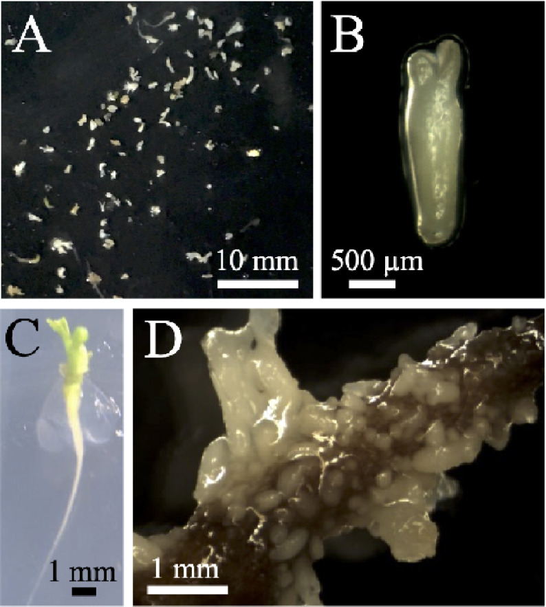 Figure 3. Somatic embryos in liquid culture. Shoot apex explants treated with hyperosmotic stress for 6 weeks were cultured in Murashige and Skoog liquid medium with shaking and passaged every 2 weeks. (A, B) Somatic embryos formed and released from explants. (C) Seedling from a somatic embryo. (D) Somatic embryos on an explant cultured with shaking for 37 weeks.