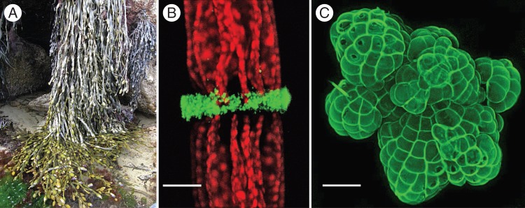 Fig. 1.