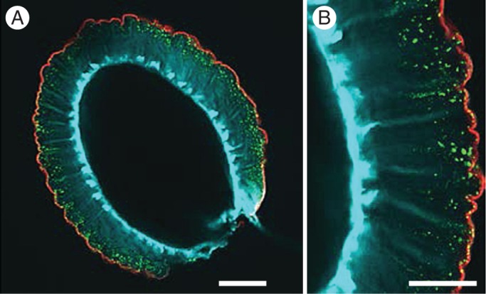 Fig. 3.