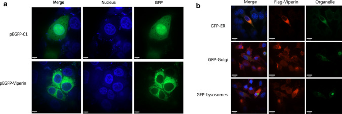 Fig. 4