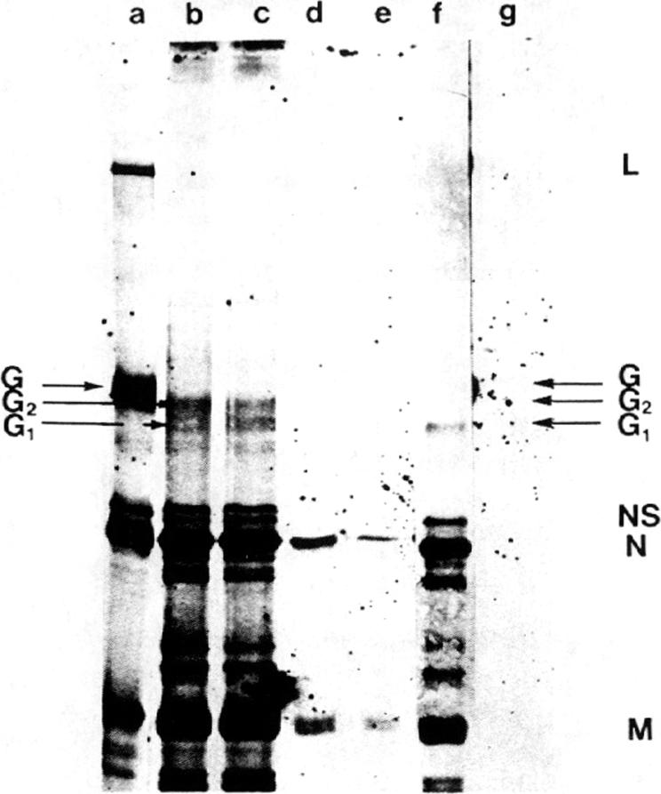 graphic file with name pnas00014-0188-a.jpg